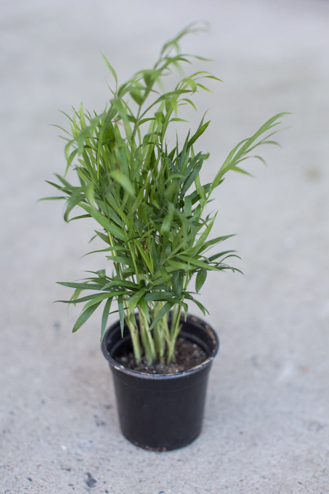 Potted Chamaedorea elegans "Neanthe Bella" plant with green leaves on a gray surface ©Sprout Home