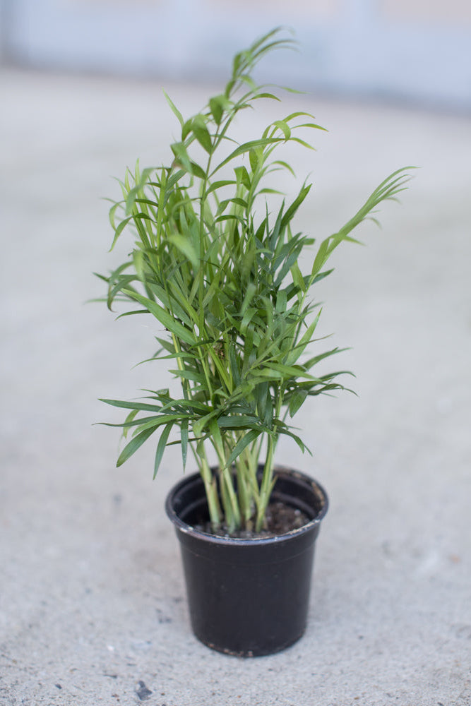Potted Chamaedorea elegans "Neanthe Bella" plant on a concrete surface ©Sprout Home