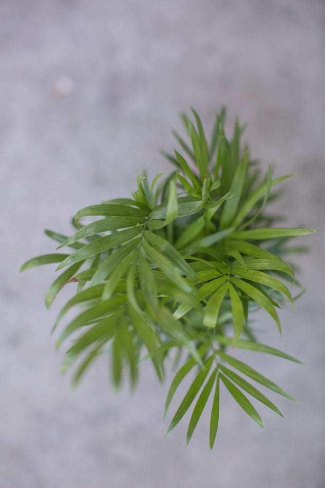 Green potted Chamaedorea elegans "Neanthe Bella" plant from above on a gray background ©Sprout Home