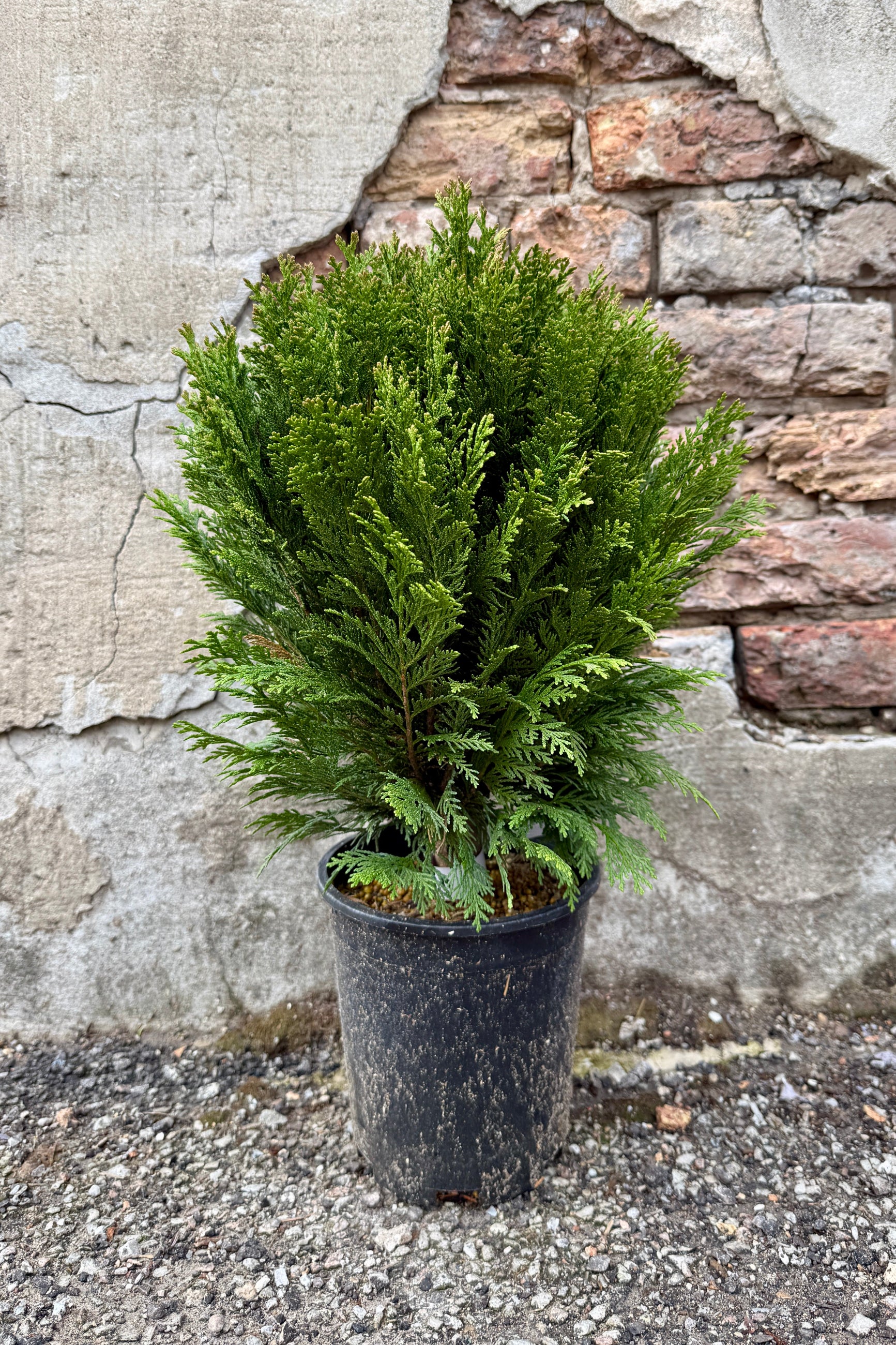 Chamaecyparis lawsoniana 'Gimbornii' DR  in a #1 growers pot in front of a stone wall ©Sprout Home