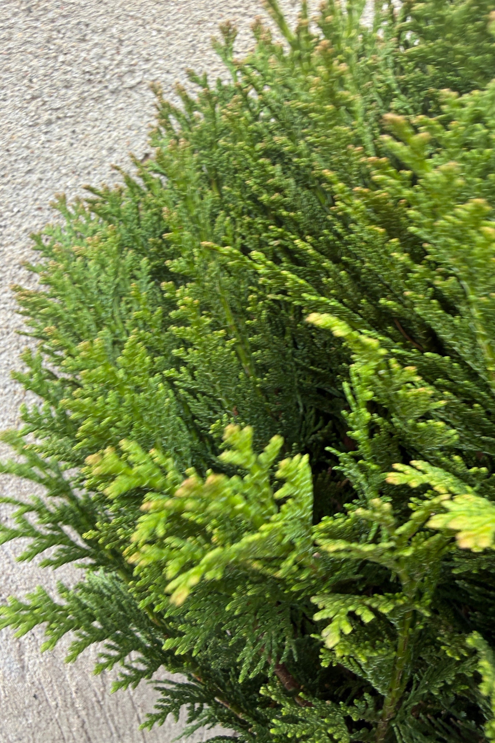 Close-up of a Chamaecyparis lawsoniana 'Gimbornii' against a light background ©Sprout Home