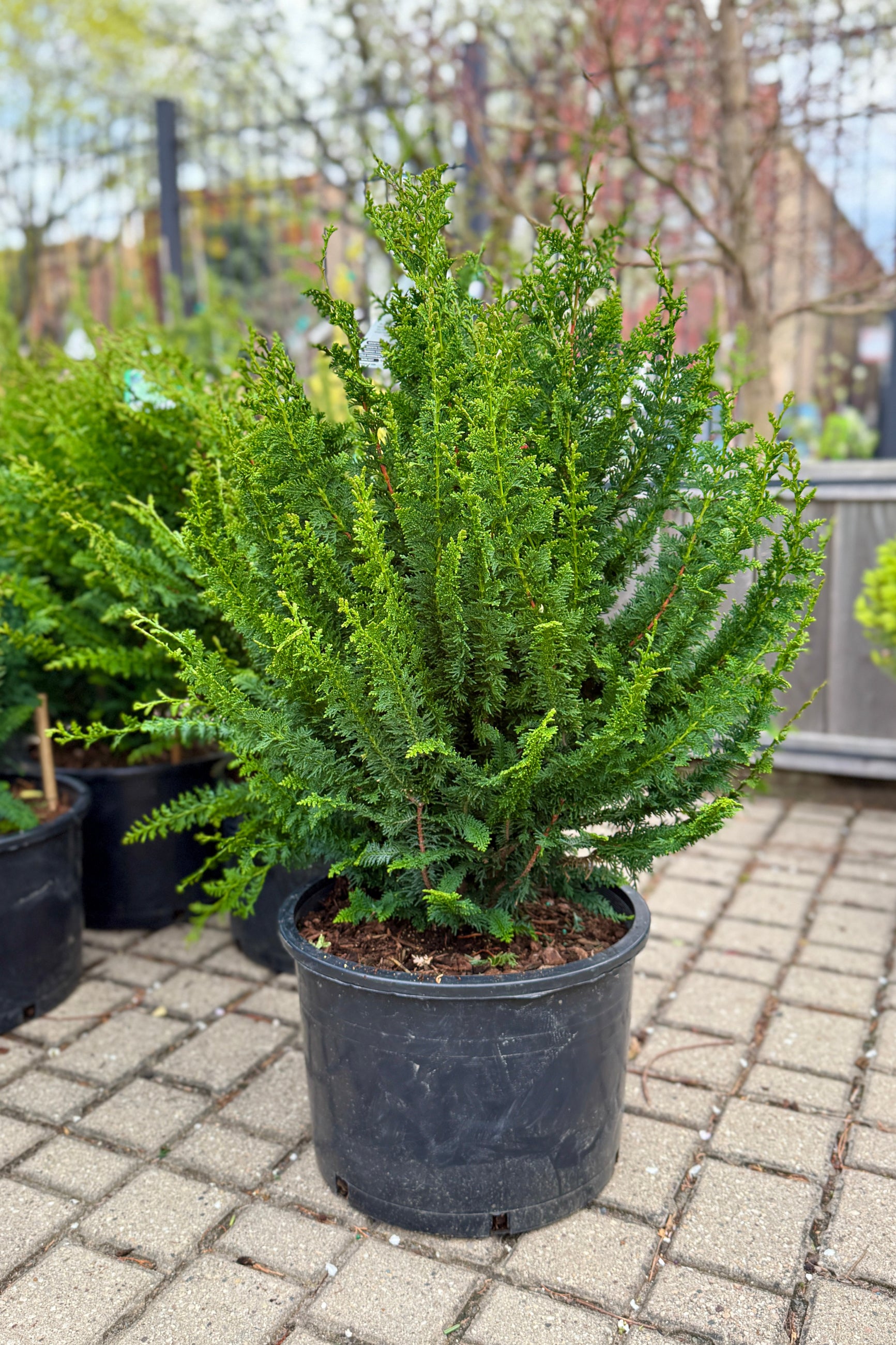 Potted Chamaecyparis o. 'Filicoides Compacta' in a #6 growers pot on a paved area with blurred background ©Sprout Home