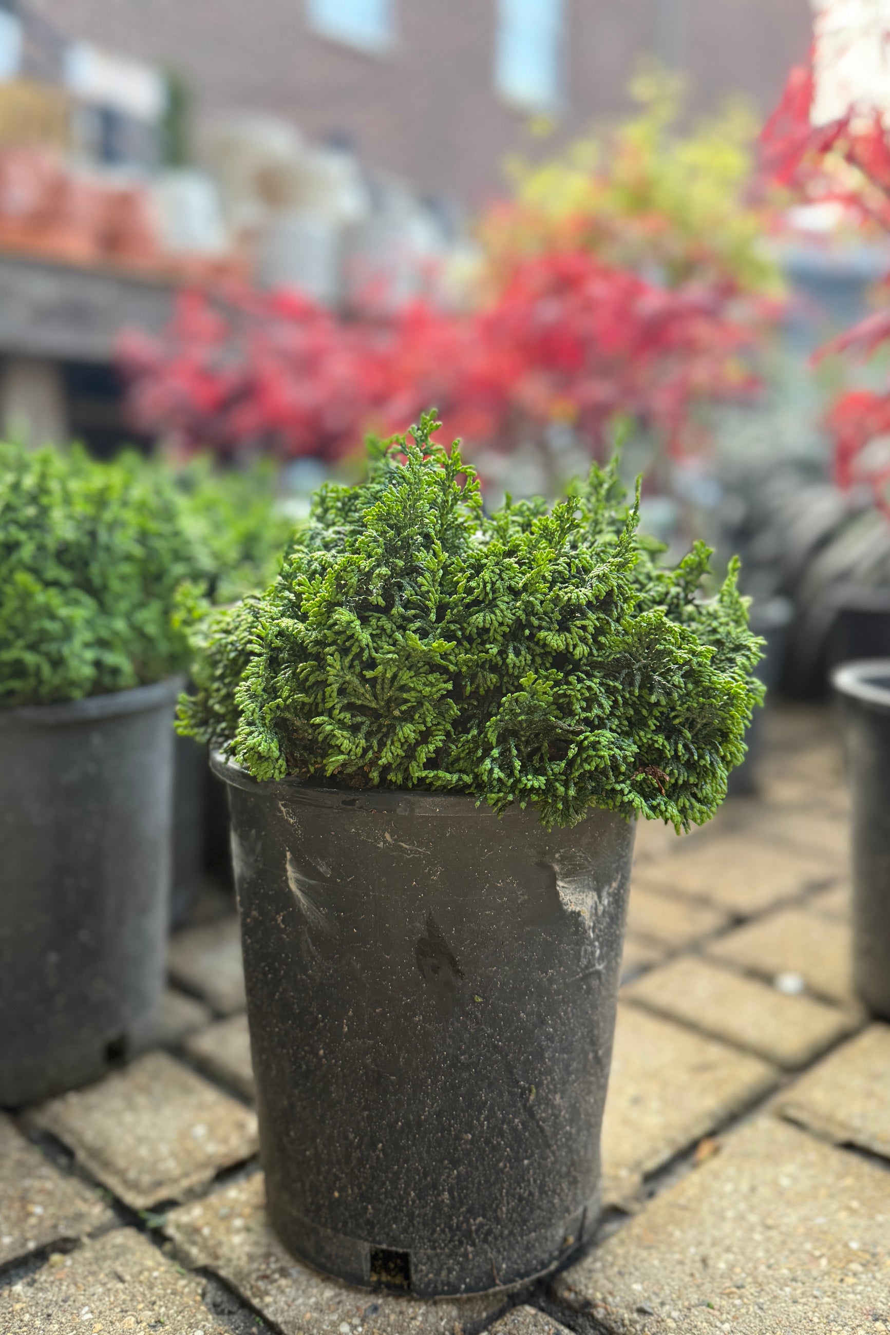 Chamaecyparis o. 'Gemstone' in a #1 growers pot on a brick pavement with a blurred background ©Sprout Home