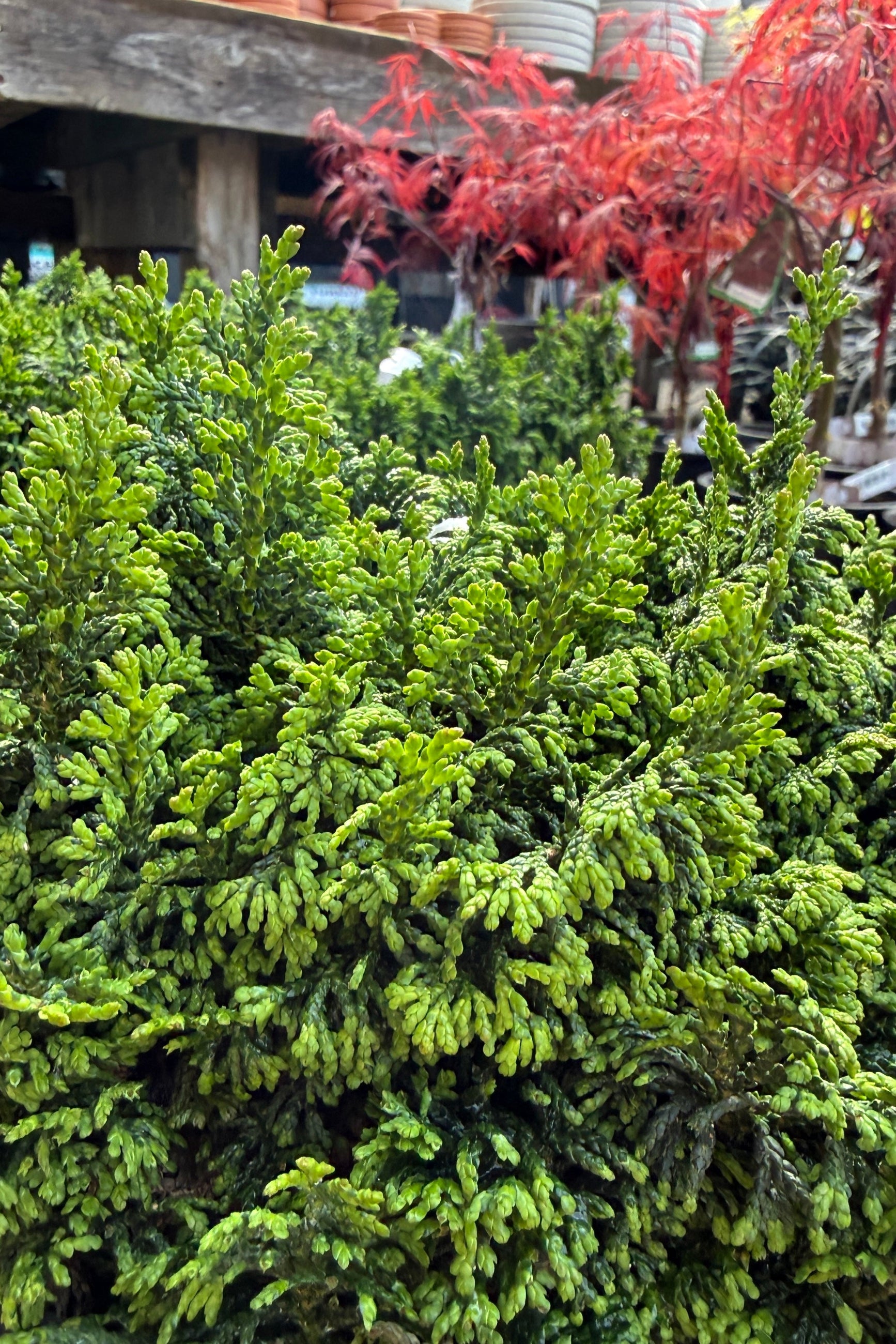 up close detail shot of the foliage of Chamaecyparis o. 'Gemstone' with red  Japanese maple foliage in the background ©Sprout Home