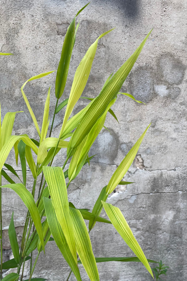 a detail picture of the Chasmathium latifolium in May starting to shoot its blades in the air.