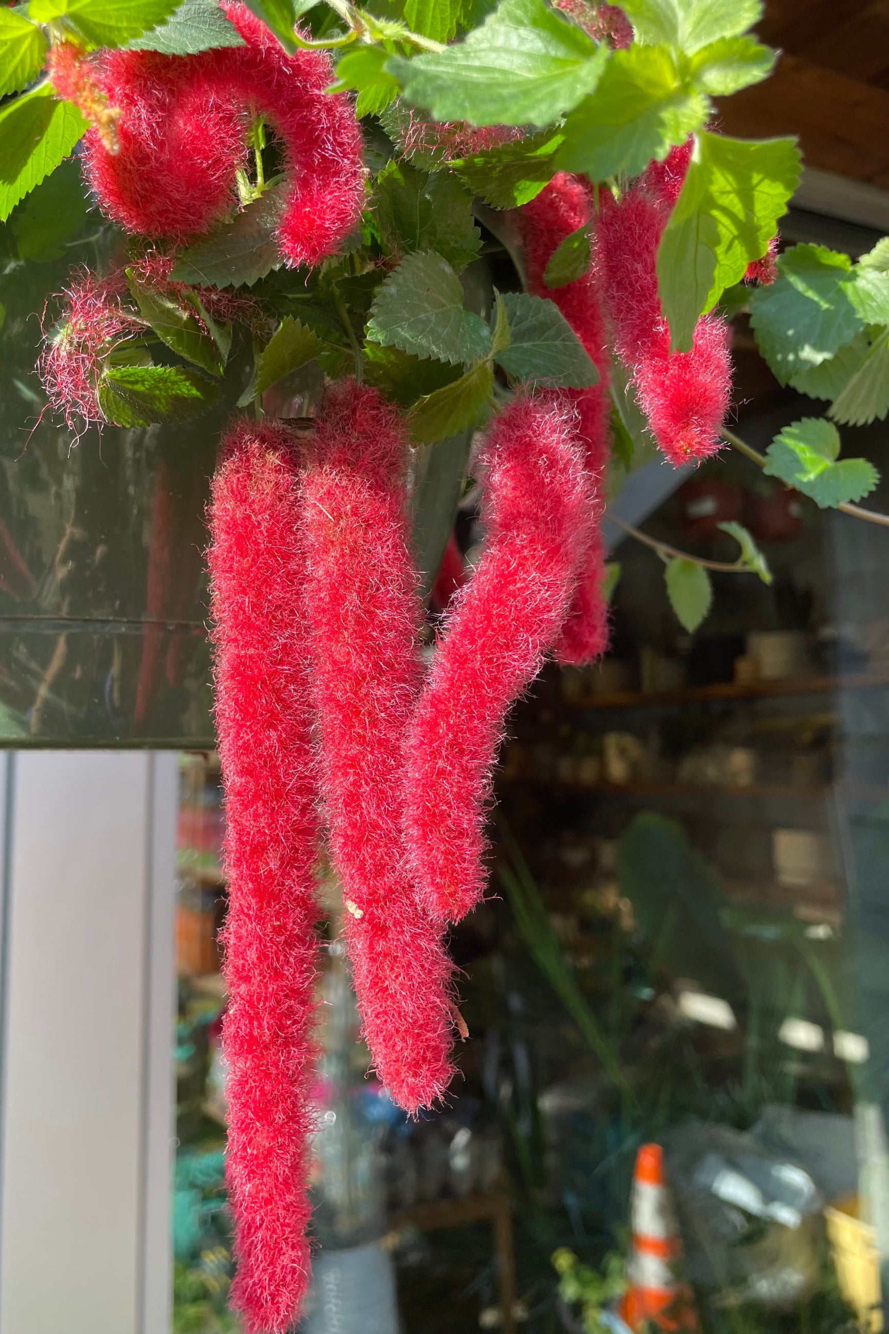 Chenille plant up close showing the pendulous ref blooms the beginning of May. ©Sprout Home
