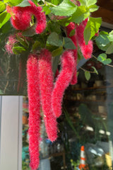 Chenille plant up close showing the pendulous ref blooms the beginning of May. 