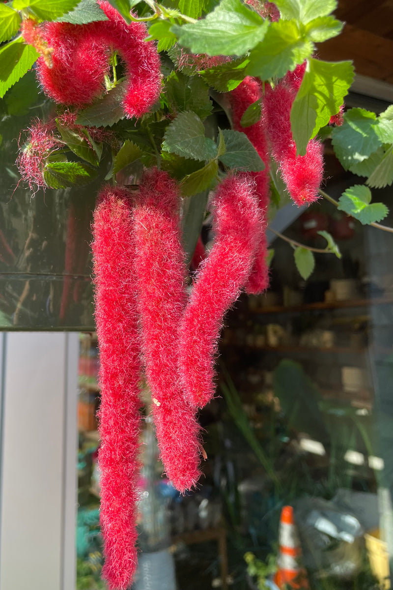 Chenille plant up close showing the pendulous ref blooms the beginning of May. 