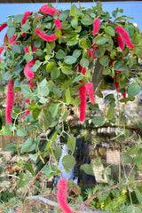 Acyalypha Pendula hanging basket in bloom the beginning of May at Sprout Home. 