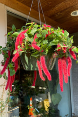 Chenille Firetail blooming the beginning of May with its red hanging textural flowers. 
