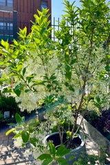 The Chionanthus verginicus tree in full bloom the beginning of June with its white flowers looking like fringe.