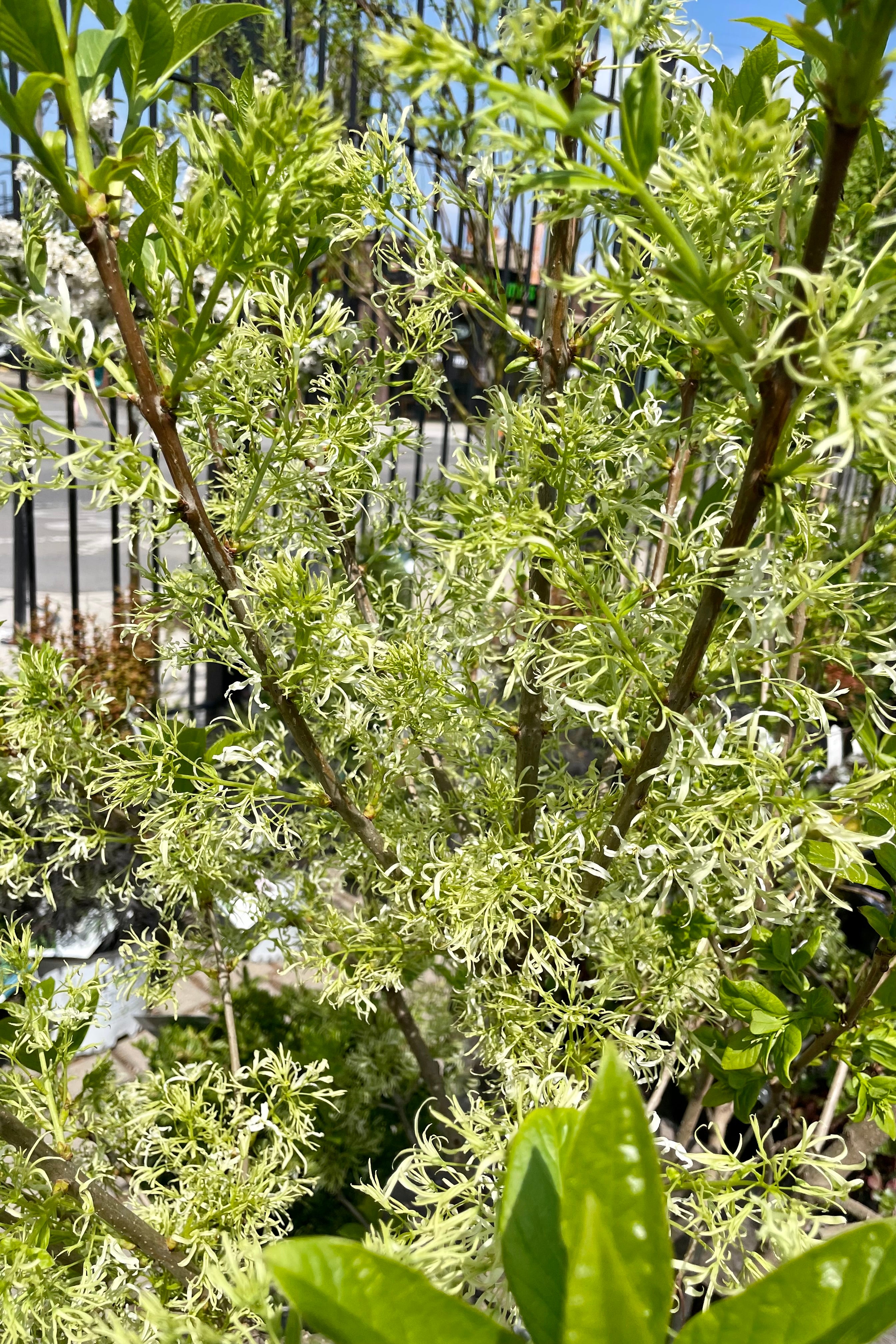 Chionanthus virginicus shrub in the middle of bloom with its white fringe like flowers the beginning of May.