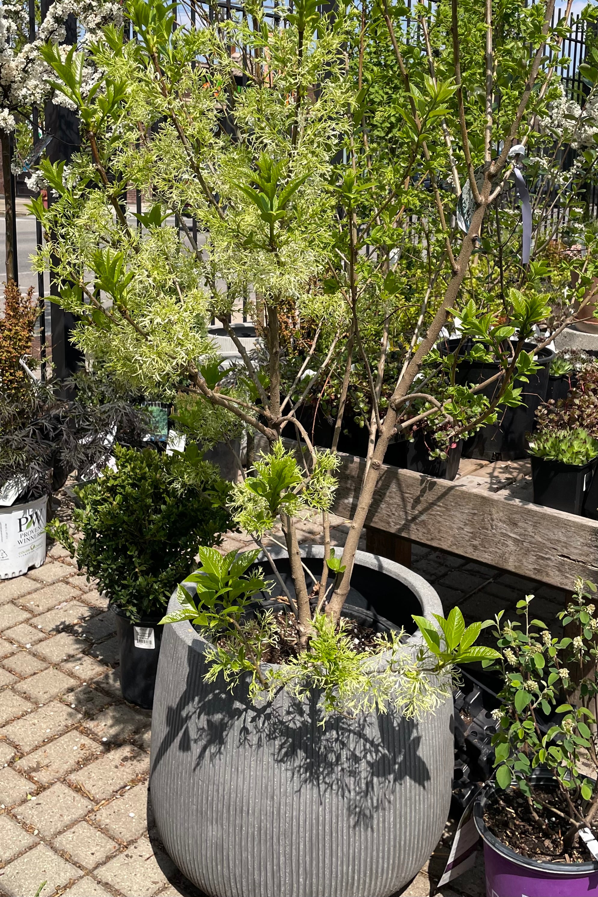 Chionanthus virginicus clump form shrub in a #6 growers pot in the middle of bloom showing its white fringe like flowers the beginning of May