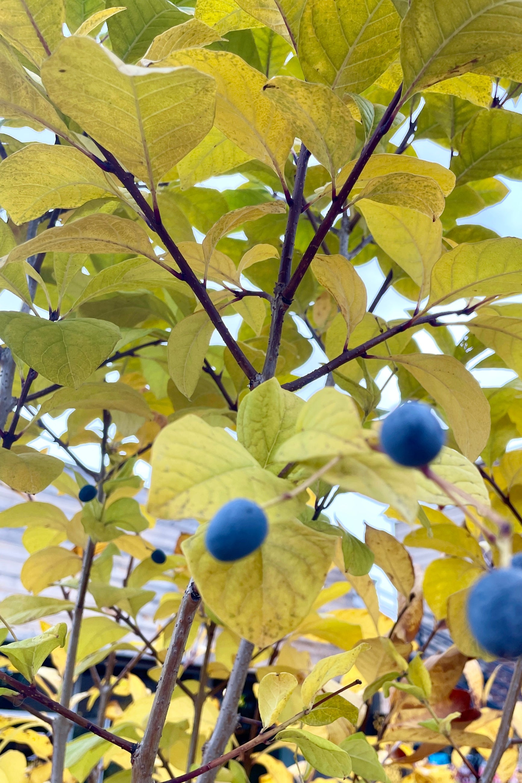 Detail picture of the yellow fall leaves and black fruit of the Chionanthus virginicus the end of October before the leaves drop.©Sprout Home