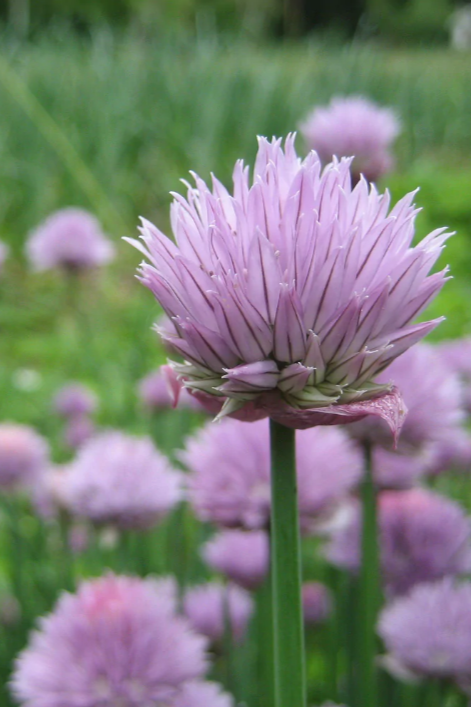 blooming chives up close showing the flower by Hudson Valley Seed Company