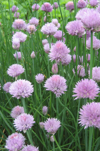 Field of Chives by Hudson Valley Seed Company