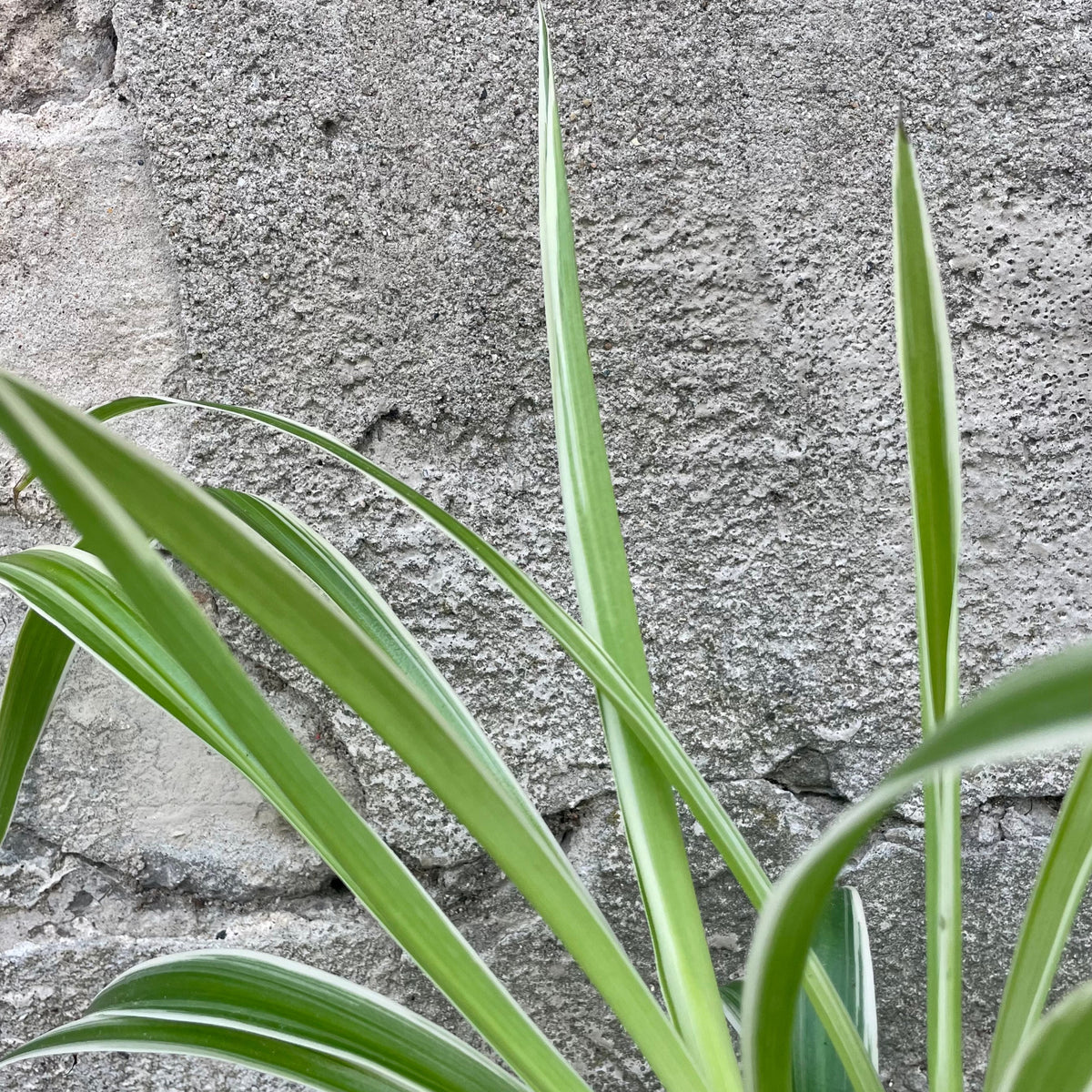 chlorophytum ocean care Chlorophytum comosum 'Ocean' 4" at SPROUT HOME