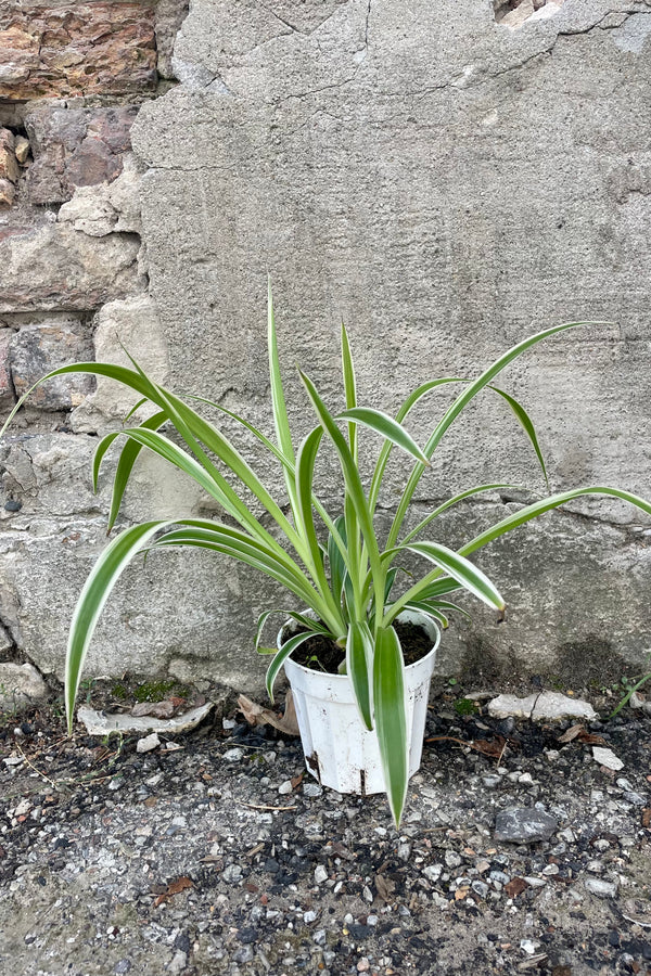 Photo of green and white leaves of Chlorophytum 'Ocean' Spiderplant houseplant in a white pot against a cement wall.