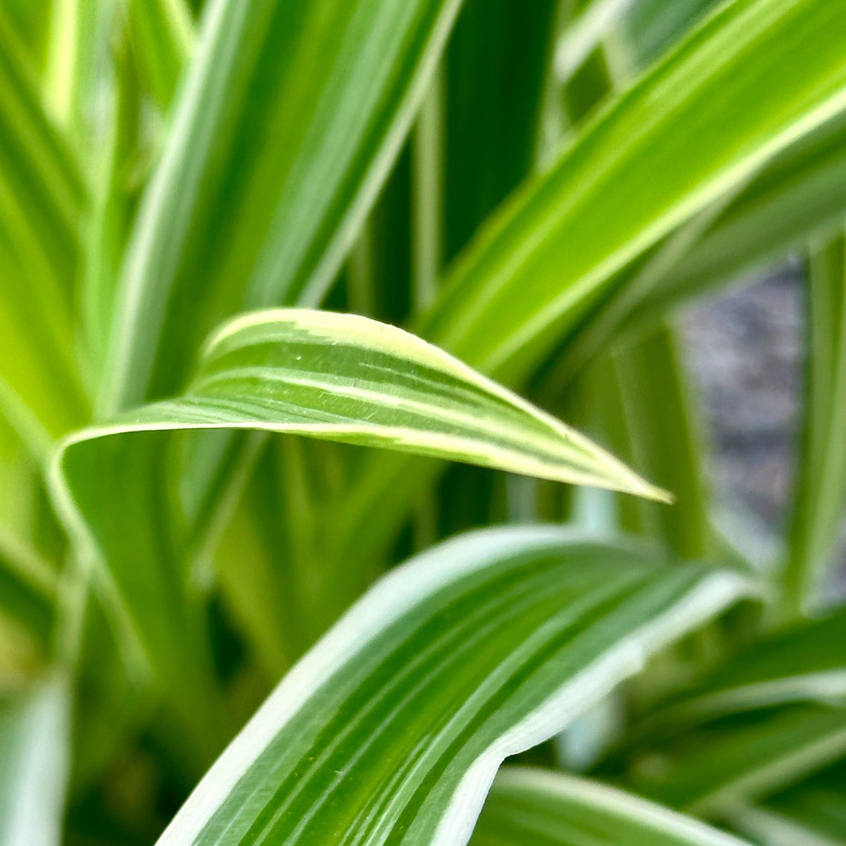 Chlorophytum comosum 'Ocean' 6" at SPROUT HOME
