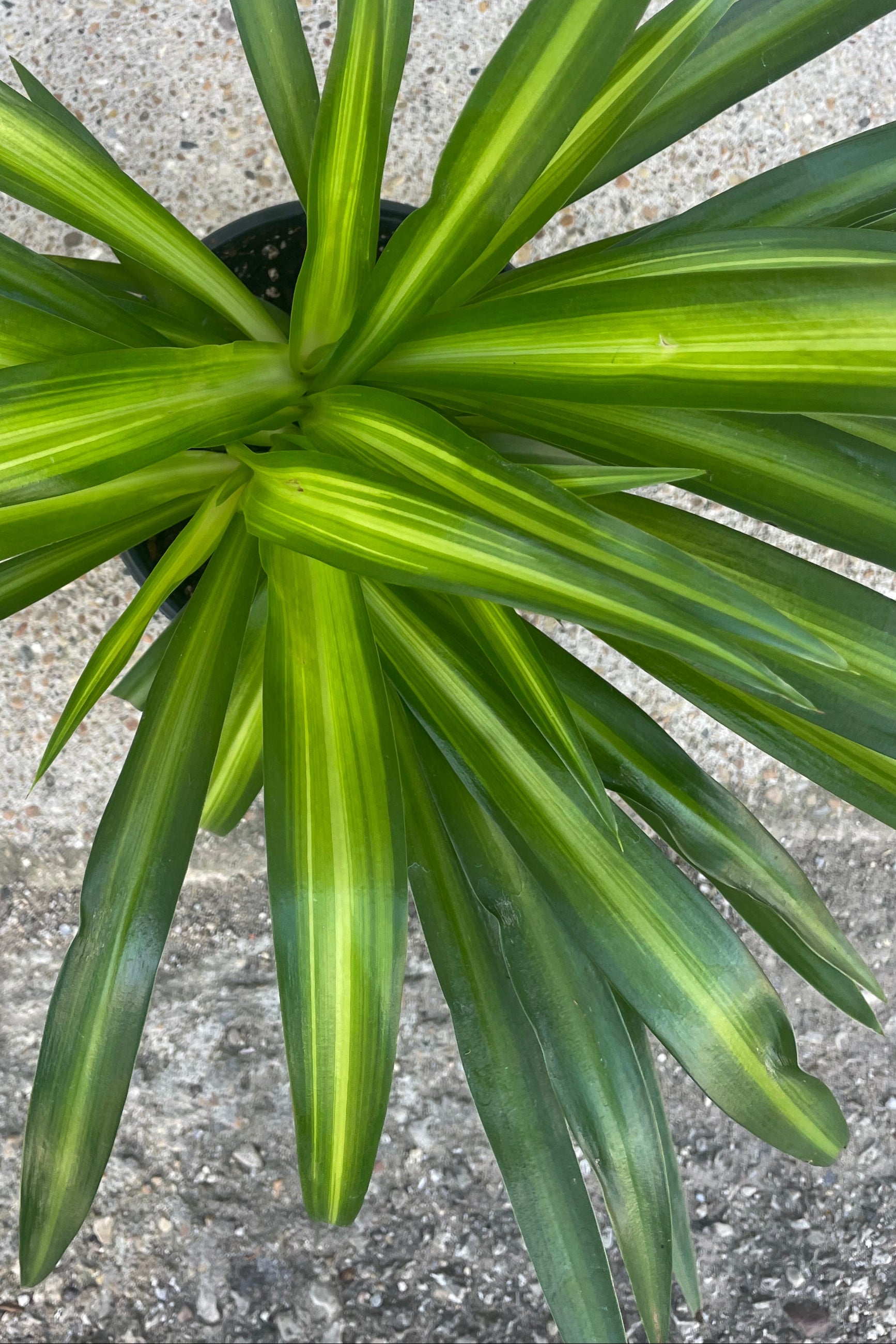 A detailed look at the Chlorophytum or spider plant with a green leaf and highlighted central vein in front of a gray wall. ©Sprout Home
