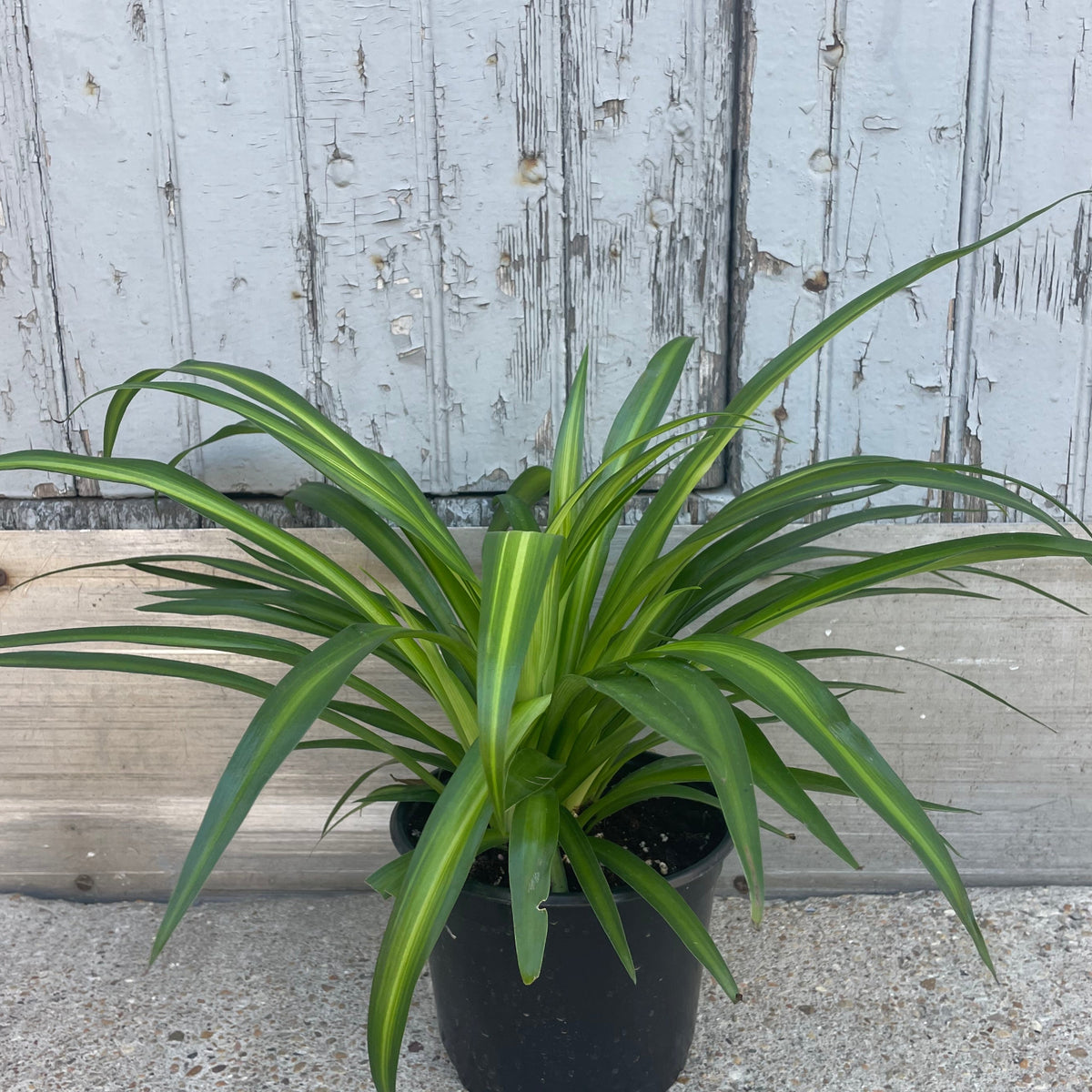 chlorophytum hawaiian 6" Chlorophytum Spider, Hawaiian