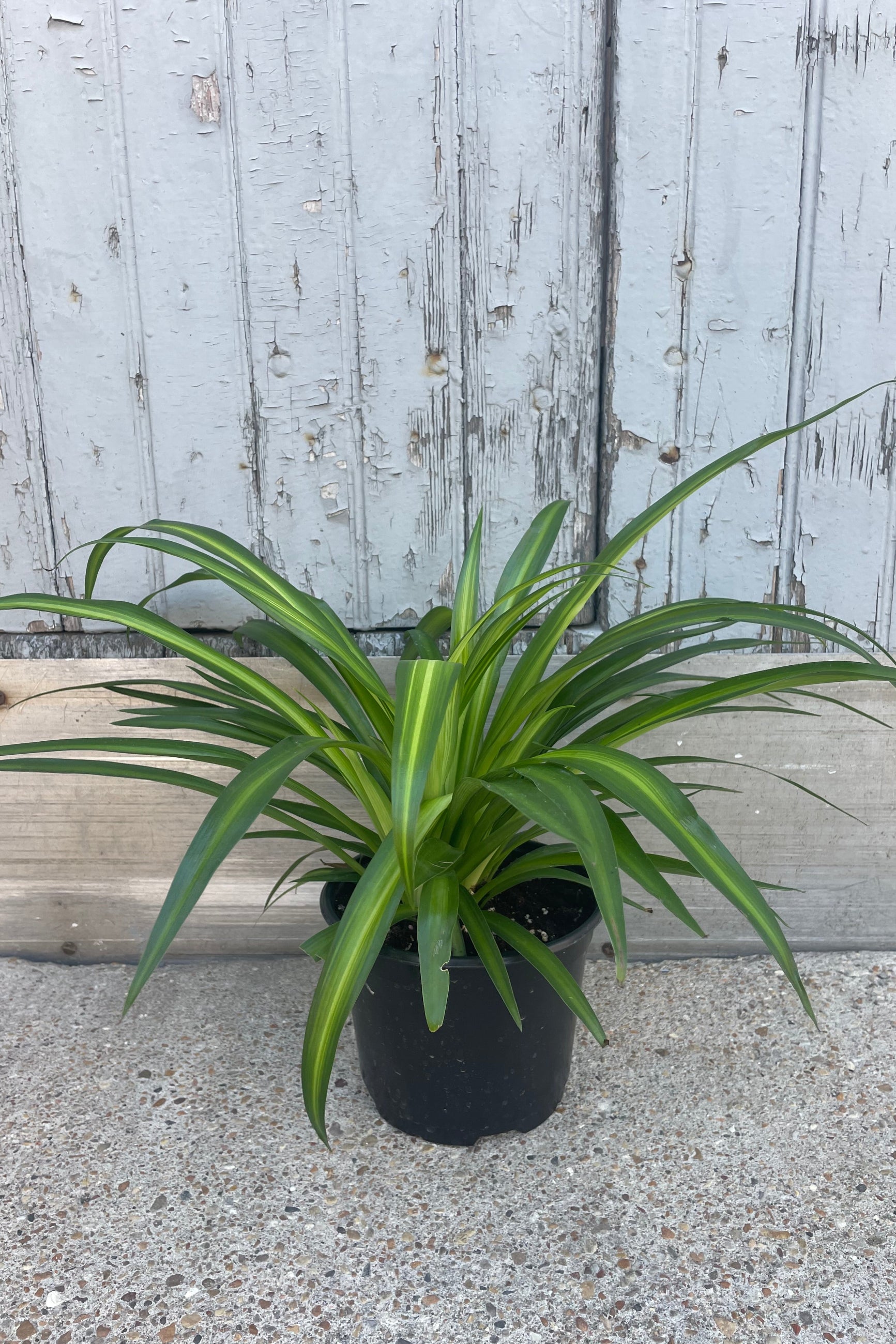 The Chlorophytum or spider plant sits against a grey backdrop in its 6 inch growers pot. ©Sprout Home