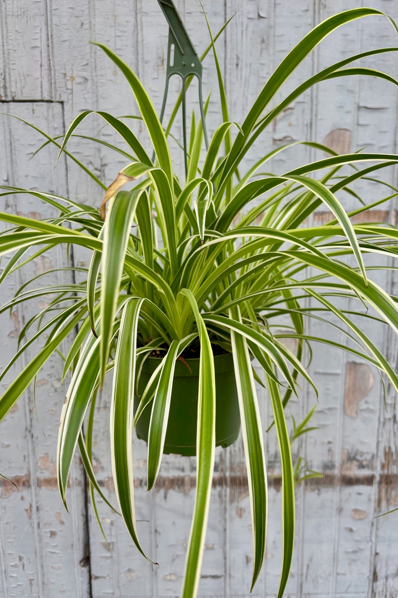 Chlorophytum comosum 'Reverse Variegatum' or spider plant in a 6" hanging pot against a grey wall.  ©Sprout Home