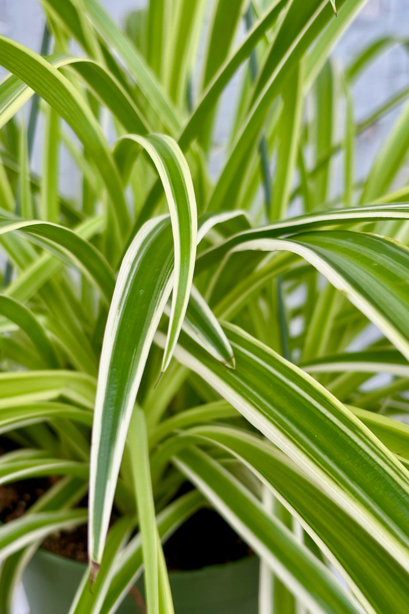 Close up of Chlorophytum comosum 'Reverse Variegatum' or spider plant leaves. ©Sprout Home