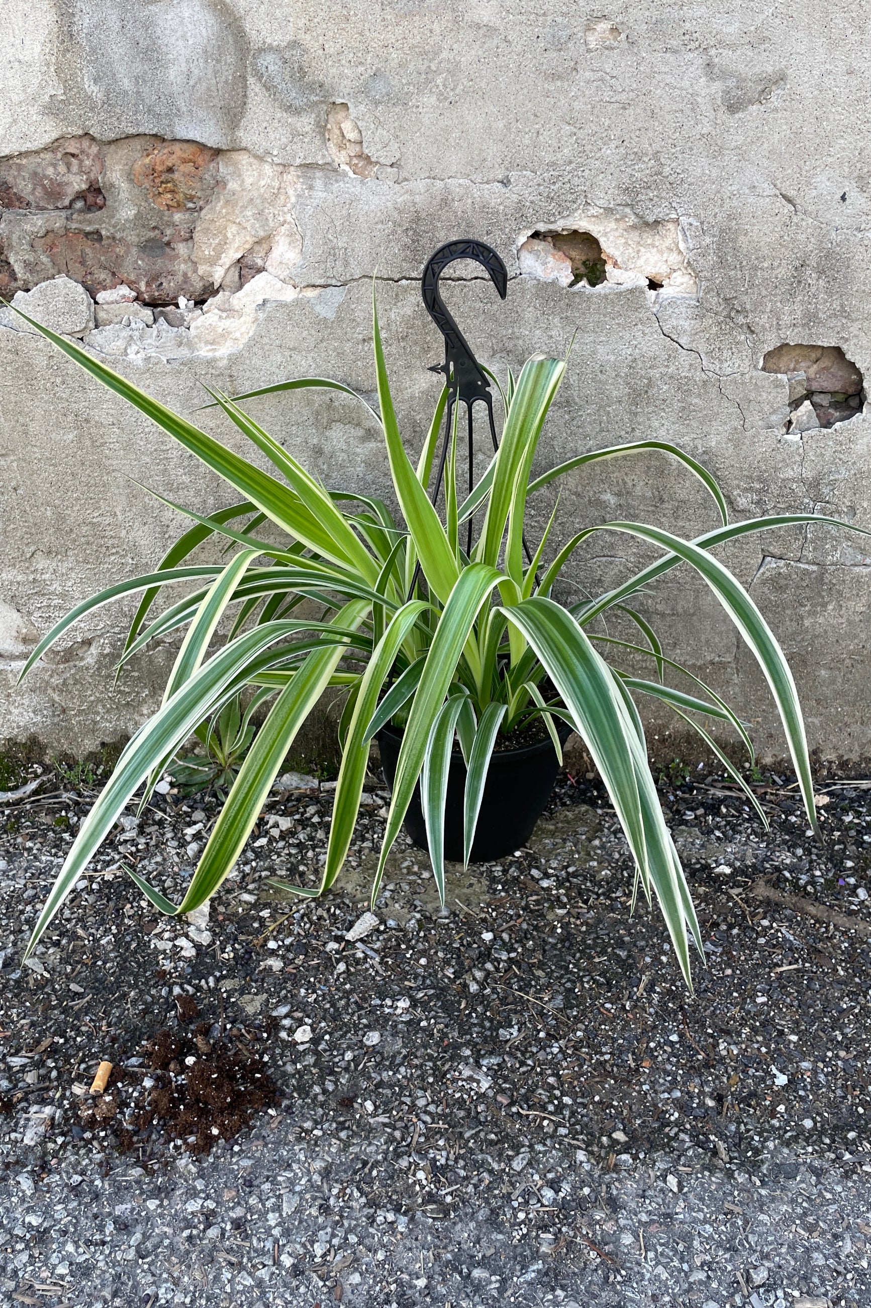 Chlorophytum comosum 'Reverse Variegated' 8
