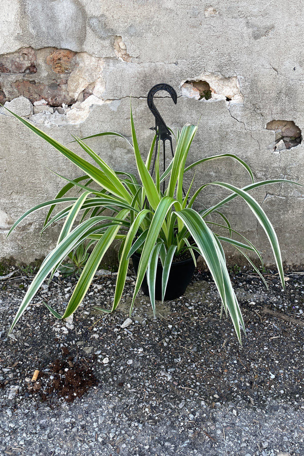 Photo of a "reverse variegated" spider plant in a black pot with a black hook against a cement wall. The spider plant is photographed against a cement wall and has many long narrow arching leaves which are green with a white stripe along the outer margin.