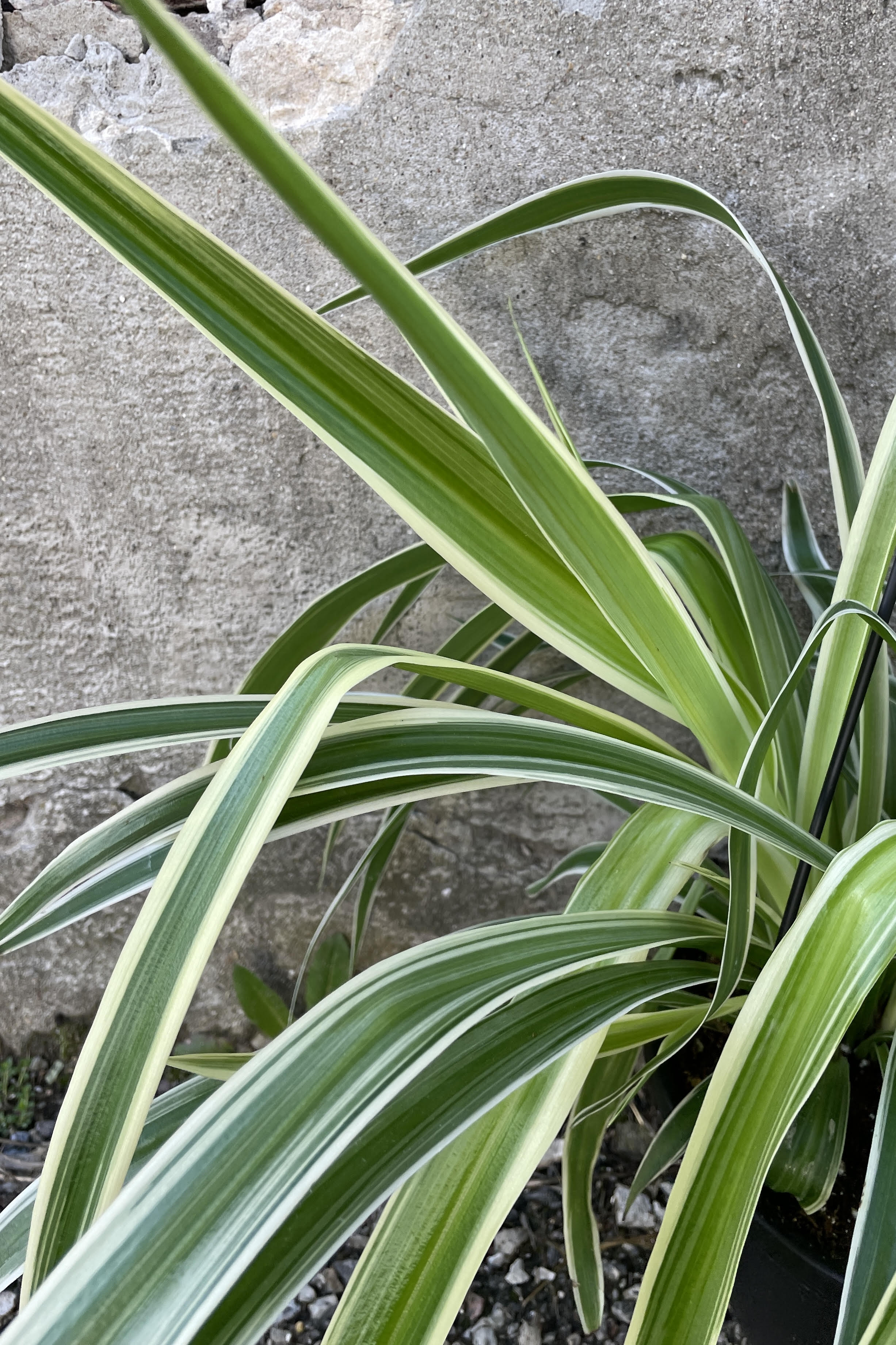 Close photo of long narrow leaves of the "Reverse Variegated" spider plant. The leaves are long and narrow, green with an outer margin of white. The leaves are photographed against a cement wall.