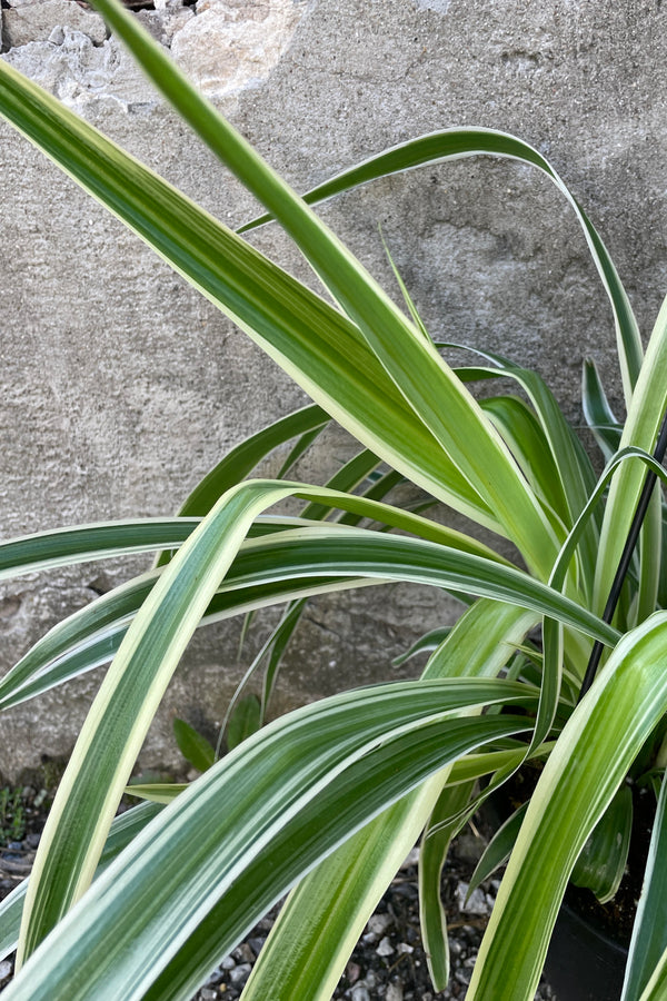 Close photo of long narrow leaves of the "Reverse Variegated" spider plant. The leaves are long and narrow, green with an outer margin of white. The leaves are photographed against a cement wall.