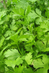 Cilantro leaves up close by Hudson Valley Seed Company