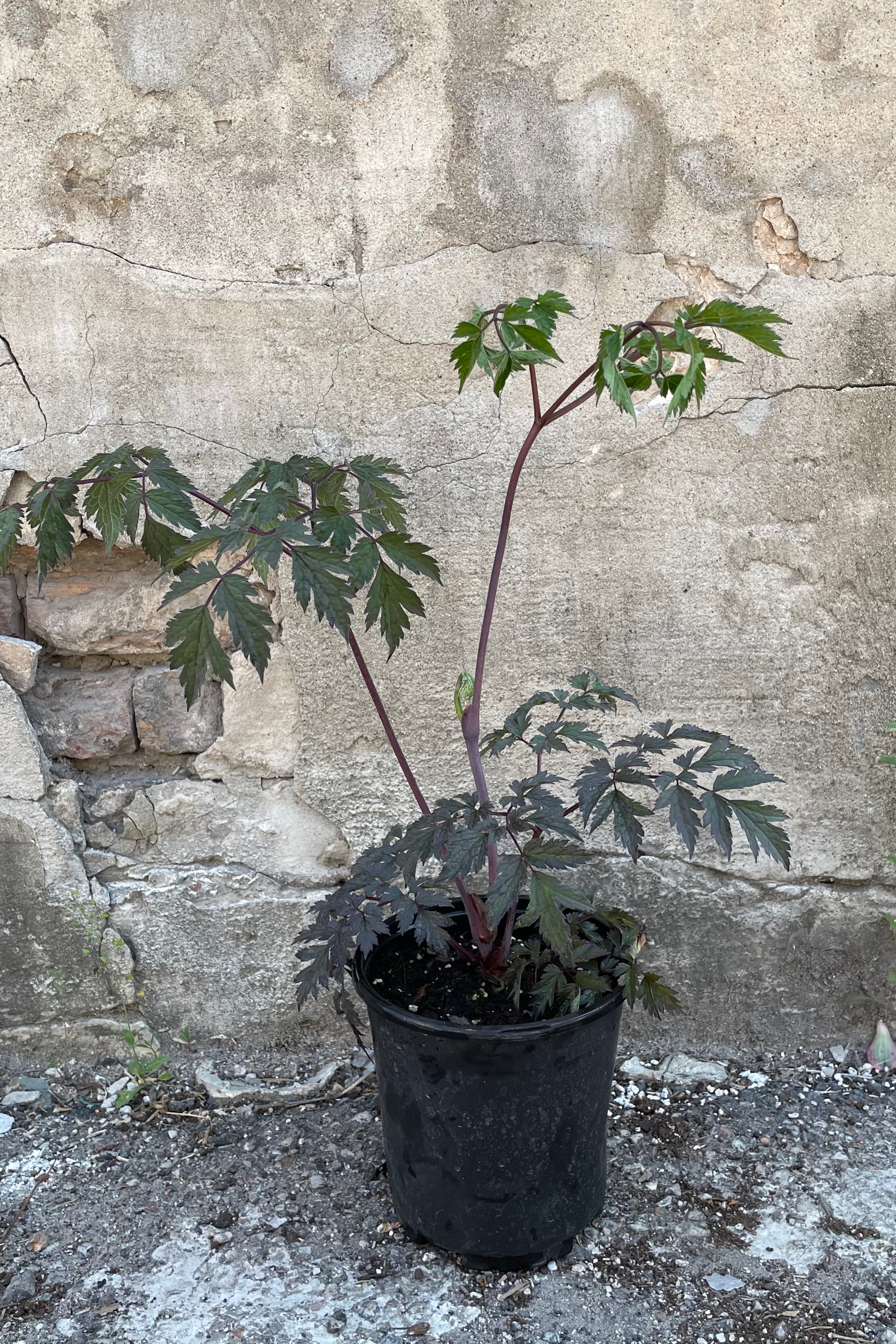 Cimicifuga 'Hillside Black Beauty' in a #1 growers pot the beginning of June showing its dark serrated leaves before sending out its bloom.