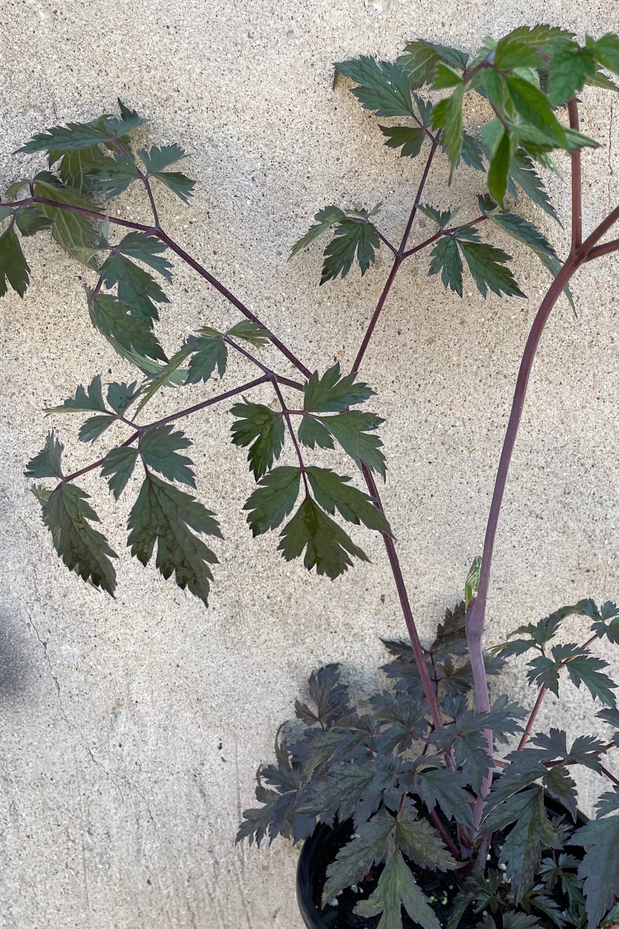 Cimicifuga 'Hillside Black Beauty' dark serrated leaves the beginning of June.