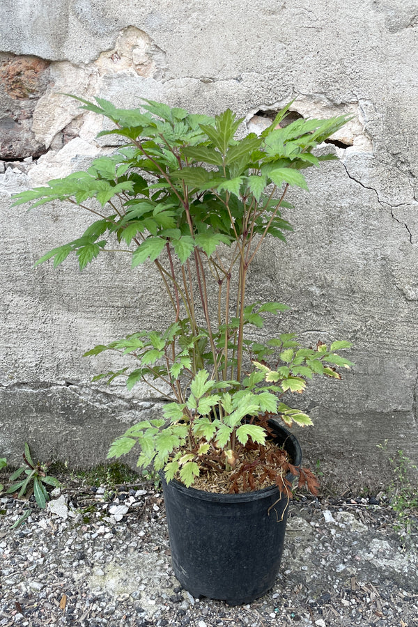 Cimicifuga racemosa 'Atropurpurea' in a #1 growers pot standing tall with its serrated leaves the beginning of June