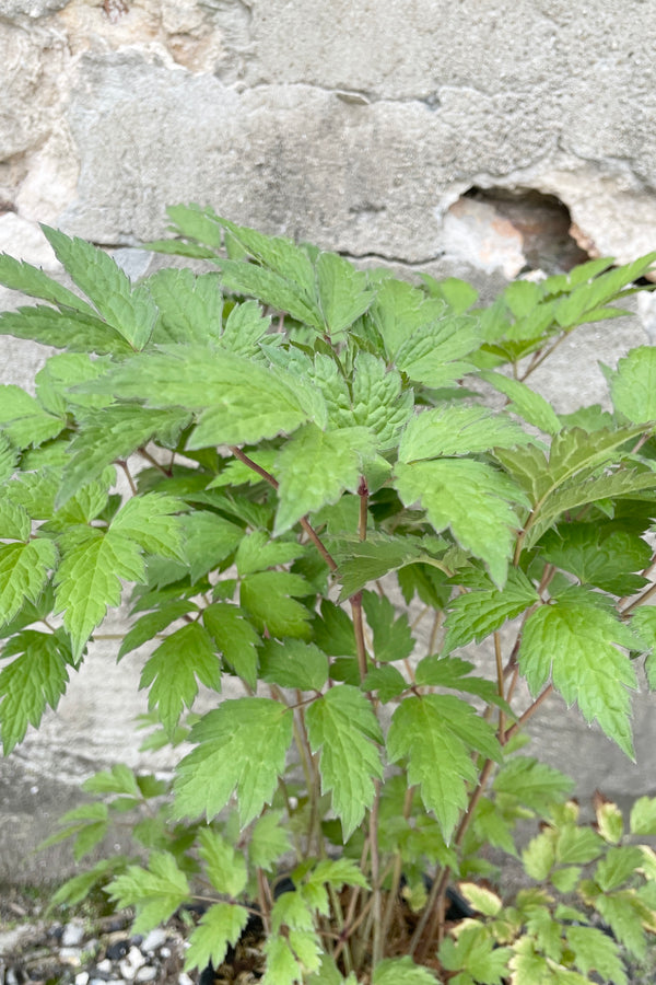 A close up image of the green serrated leaves and darker stems of the Cimicifuga 'Atropurpurea' the very beginning of June