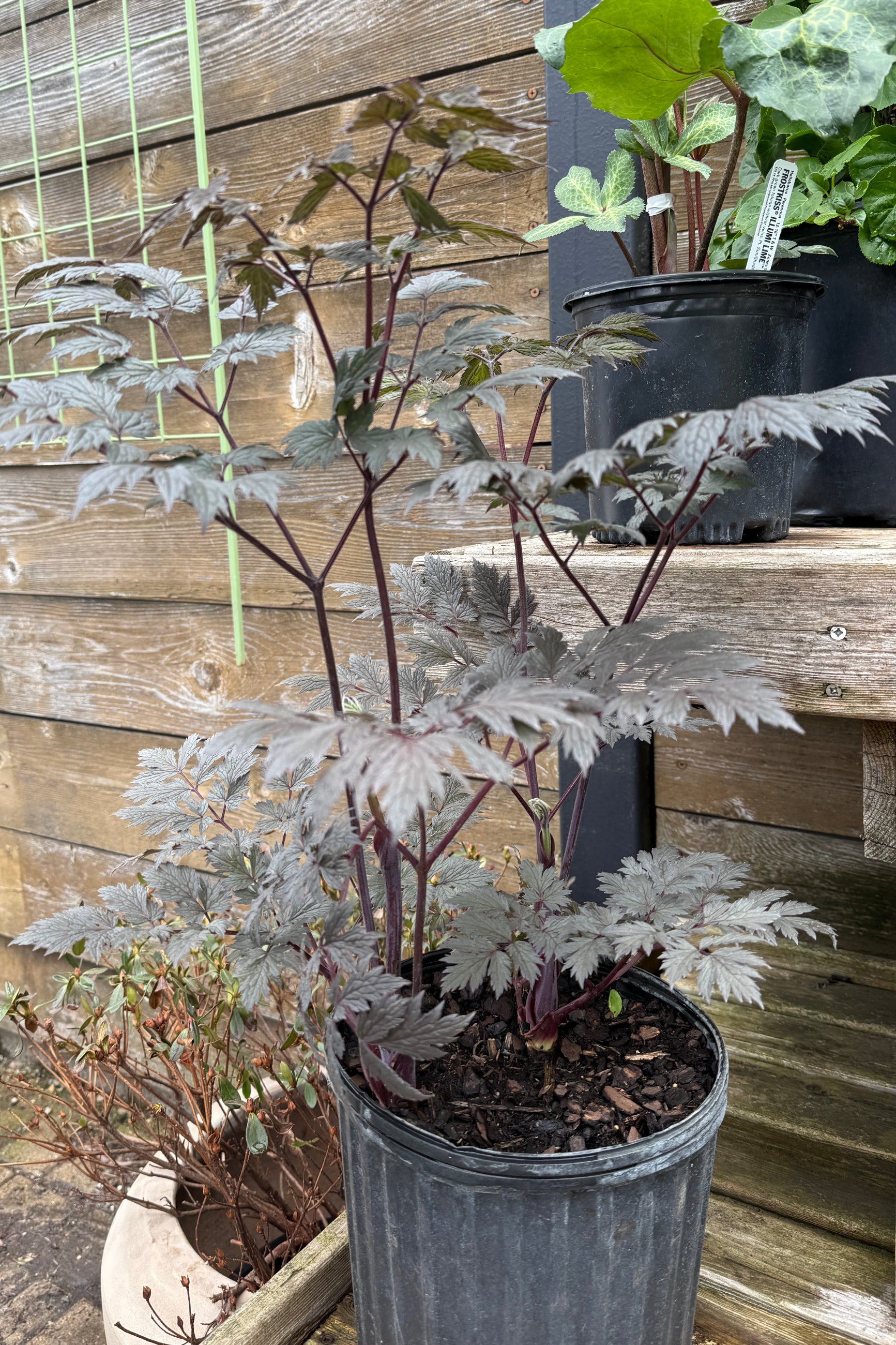 Cimicifuga racemosa 'Brunette' in a #2 growers pot the beginning of May against a wood fence ©Sprout Home