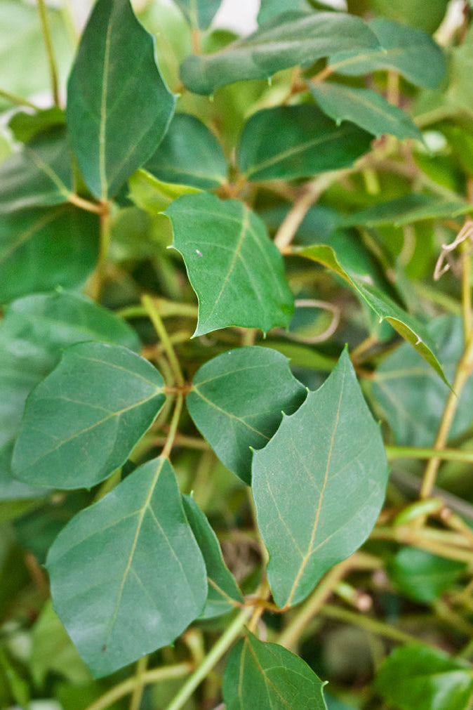 Close-up of Cissus rhombifolia "Grape Ivy" green leaves with a blurred background ©Sprout Home