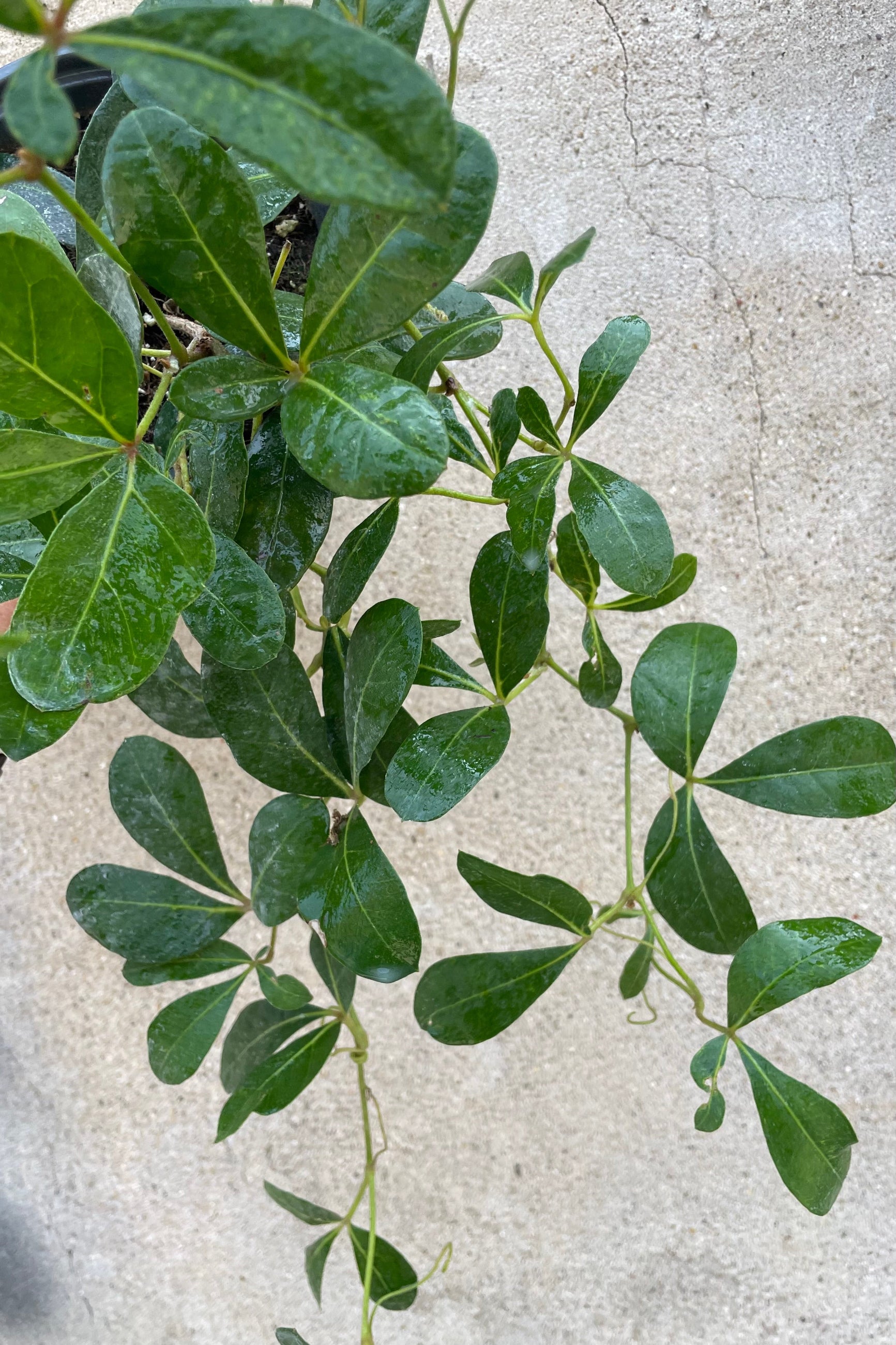 A detailed view of Cissus digitata "Mystic Grape Ivy" 4" against concrete backdrop ©Sprout Home