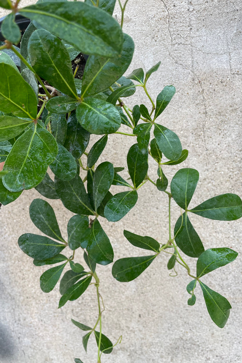 A detailed view of Cissus digitata "Mystic Grape Ivy" 4" against concrete backdrop