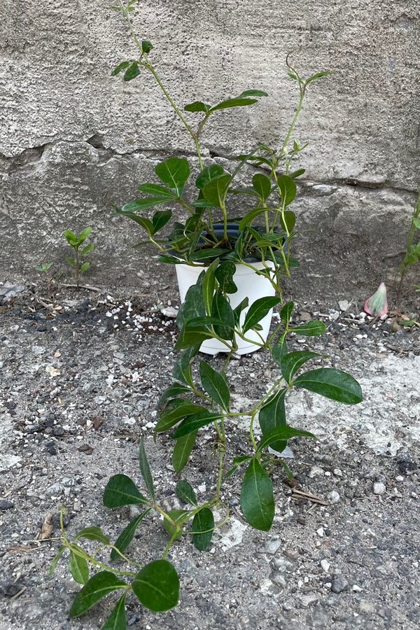 A full view of Cissus digitata "Mystic Grape Ivy" 4" in grow pot against concrete backdrop