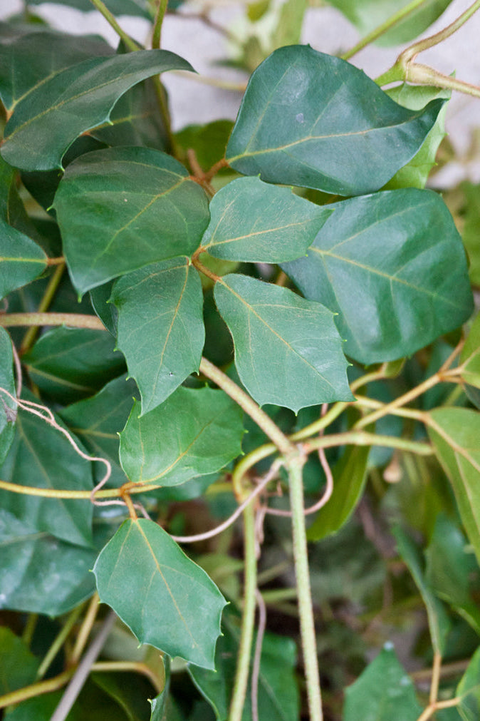 Close-up of Cissus rhombifolia "Grape Ivy" green leaves with a blurred background ©Sprout Home