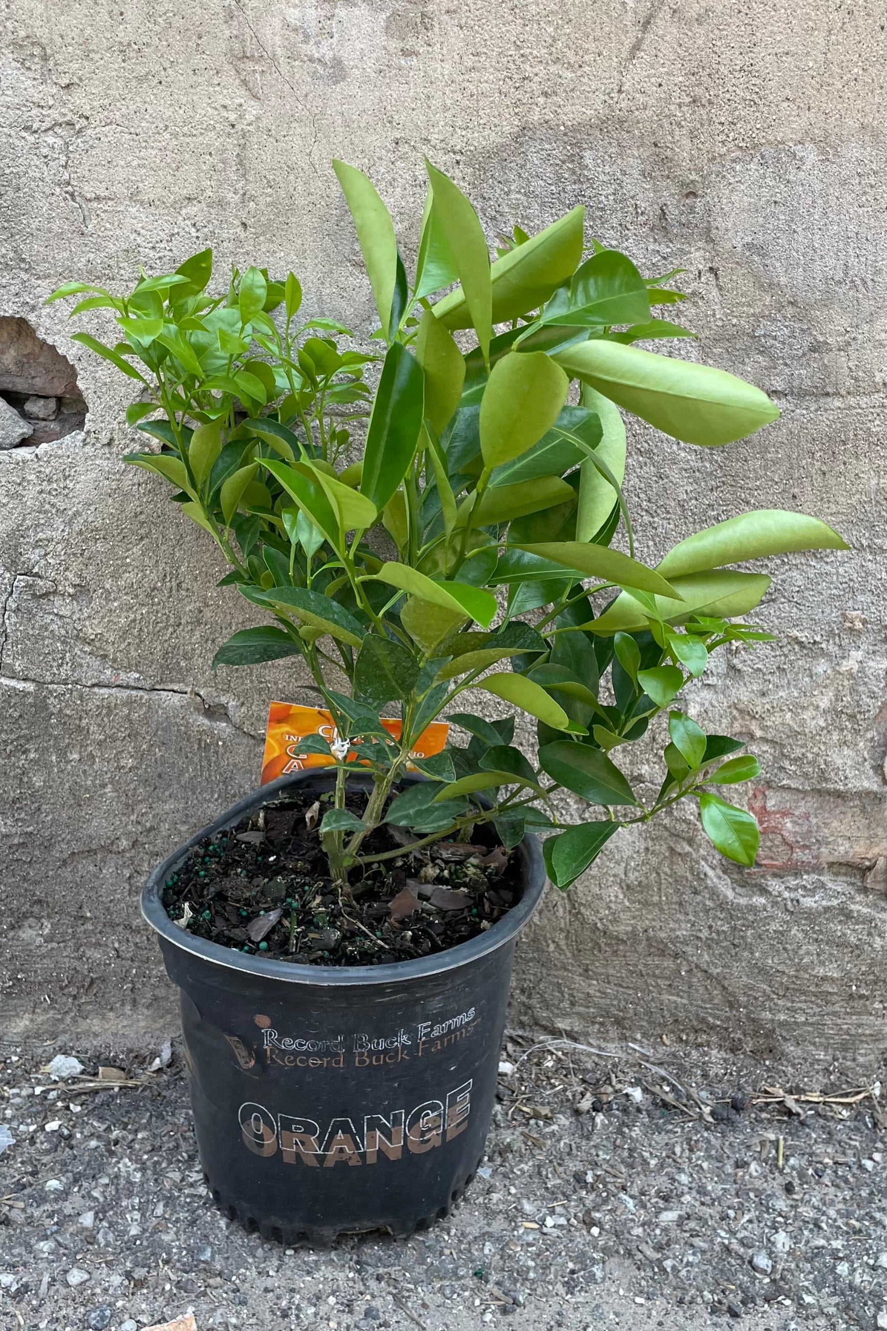 Citrus "Calamondin Orange" in an 8" growers pot against a concrete wall not currently in bloom. ©Sprout Home