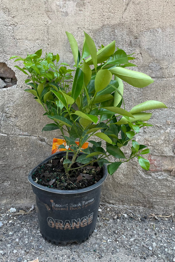 Citrus "Calamondin Orange" in an 8" growers pot against a concrete wall not currently in bloom.