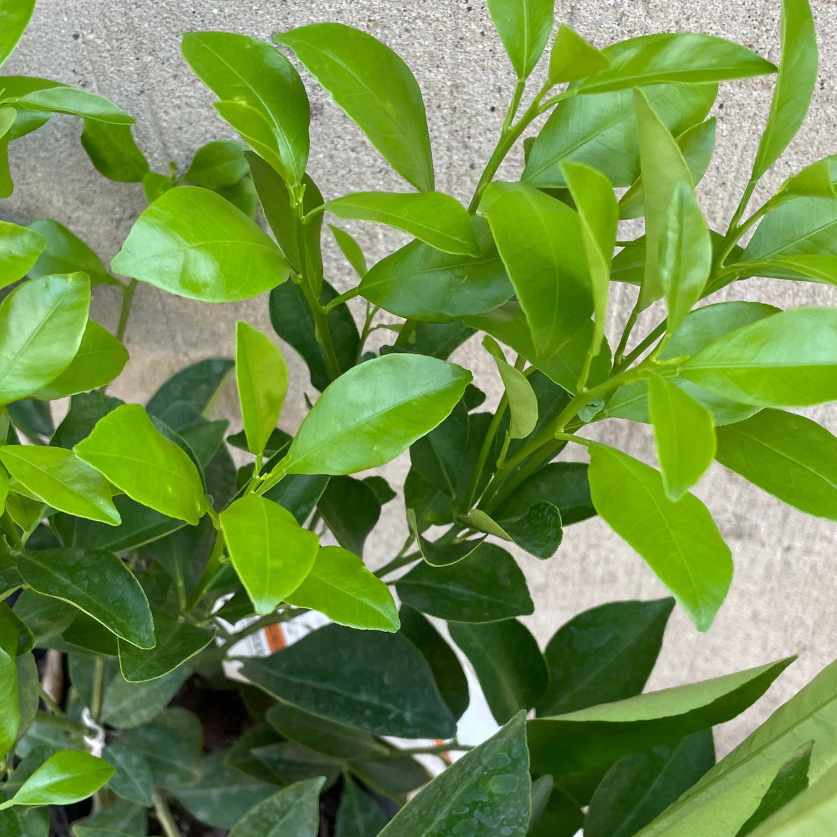 calamondin orange tree poisonous to dogs Citrus x microcarpa "Calamondin Orange" 8" at SPROUT HOME