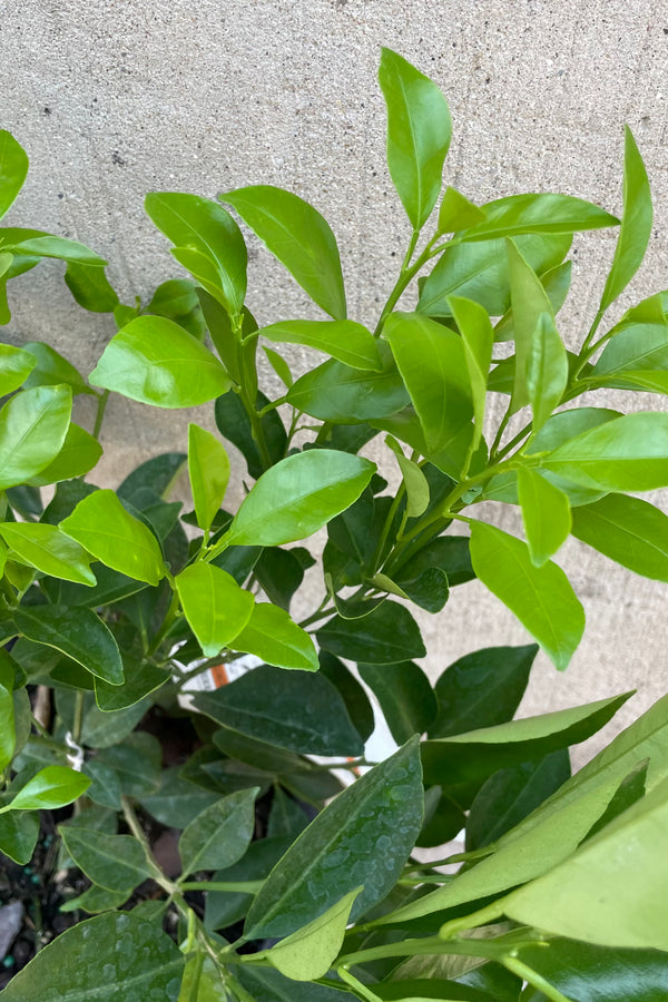 A close up picture of the green ovate leaves of the Citrus "Calamondin Orange"