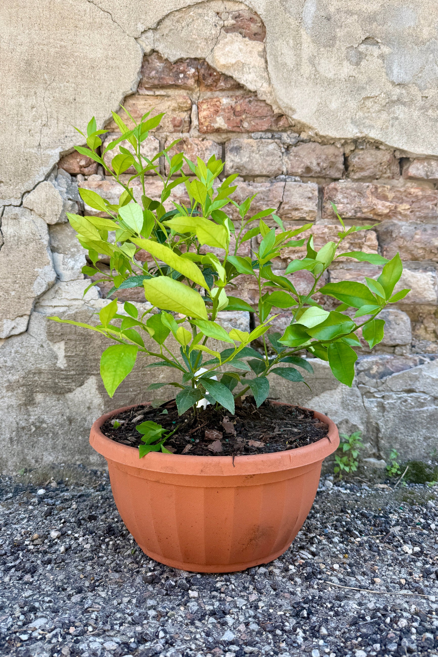Citrus x meyeri 12" in front of a stone wall ©Sprout Home