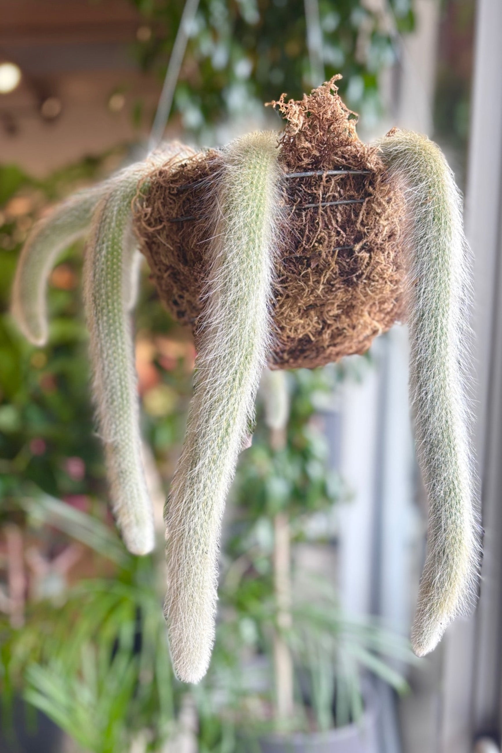 Cleistocactus winteri in moss lined hanging basket ©Sprout Home 