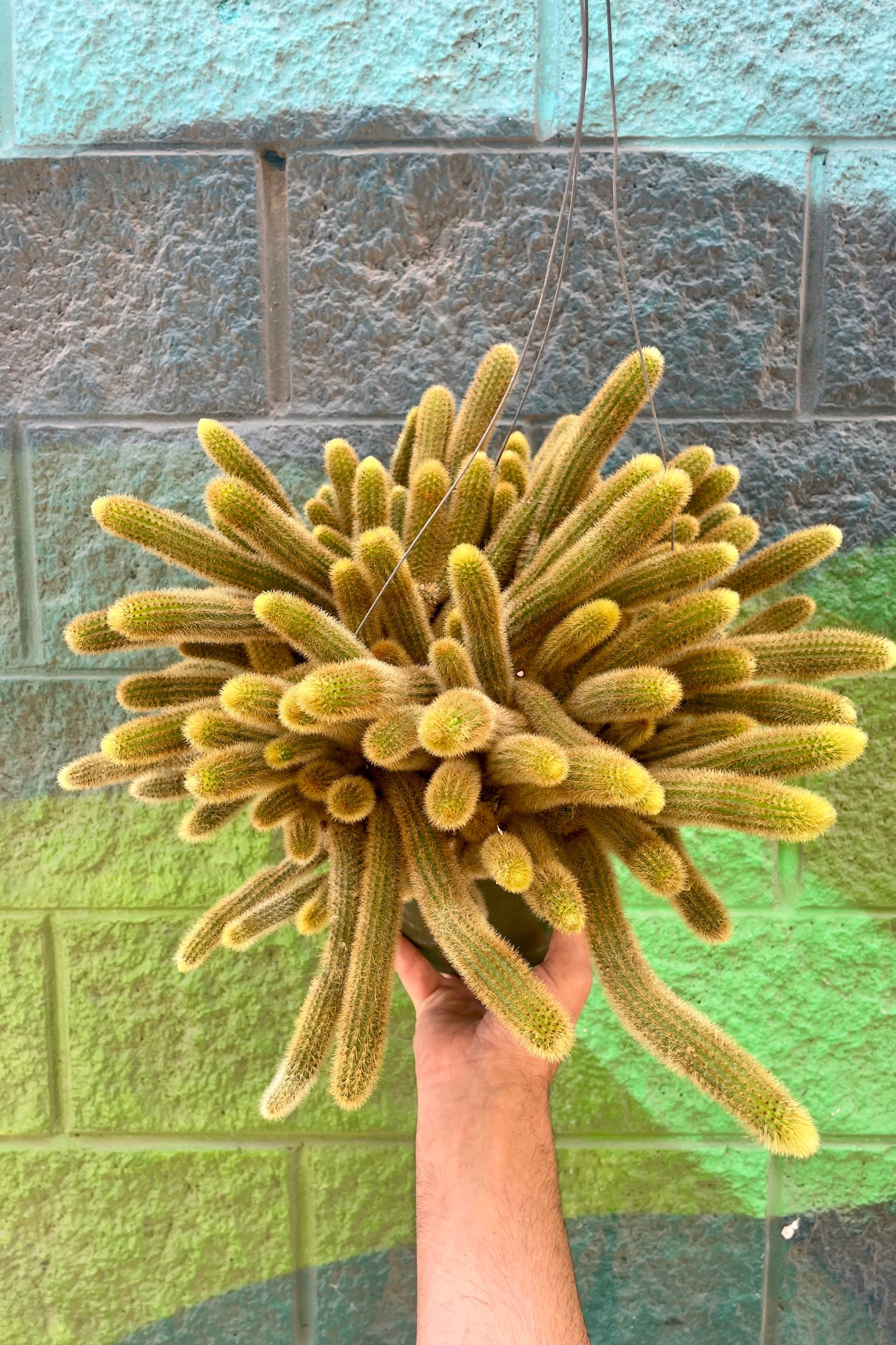 A person's hand holding a golden cactus in front of a green brick wall ©Sprout Home